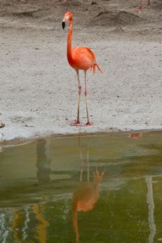 Zoo animals in copenhagen Denmark