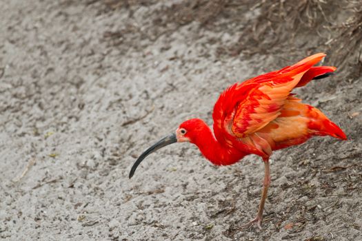 Zoo animals in copenhagen Denmark