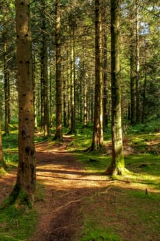 A path winding through a Pine Woodland