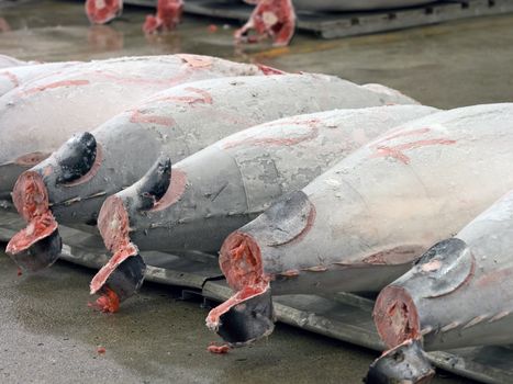 close up fresh tuna for auction at tsukiji fish market                                                                                                                                                                                                                                          