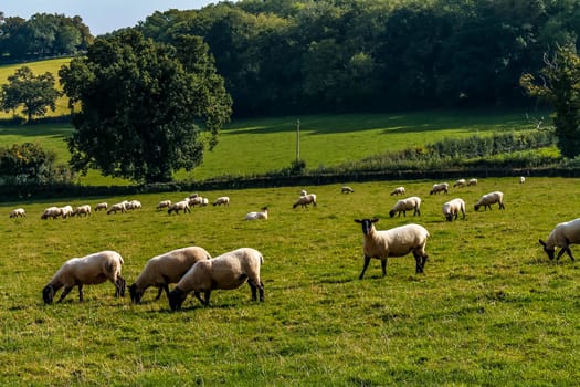 Flock of Sheep grazing in a field