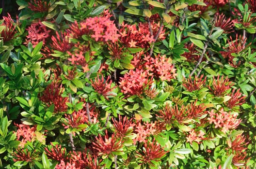 Red Tropical Flowers with green leaf  Background