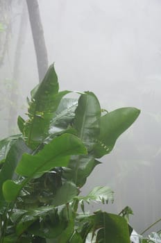Green leafed plant in Jungle with mist in background
