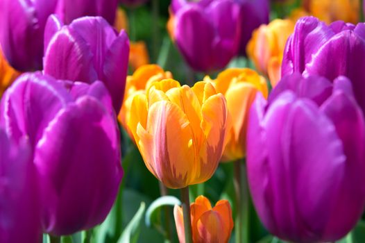 Orange and lilac tulips for background