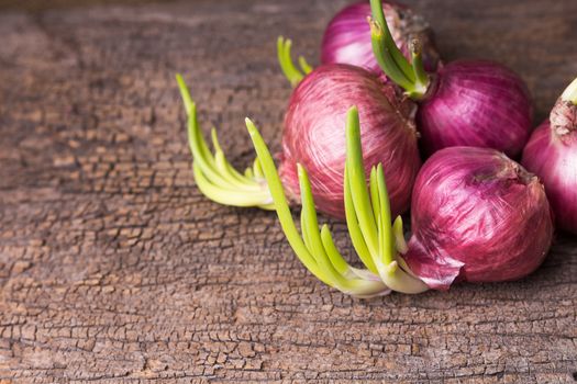 still life, fresh shallots on old wood