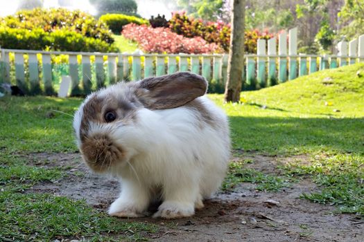 cute baby bunny in the garden looking at to camera