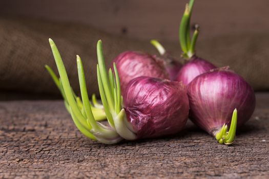 still life, fresh shallots on old wood