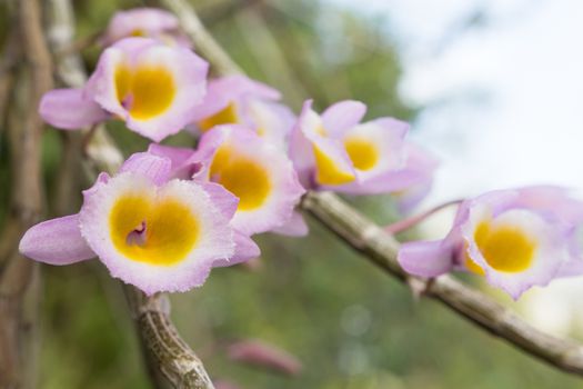 Wild flower orchid,Dendrobium primulinum Laos