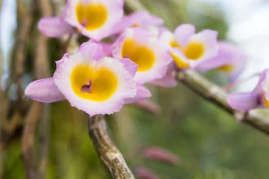 Wild flower orchid,Dendrobium primulinum Laos