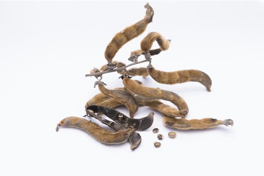 nettles brown pods (Mucuna pruriens) on white background