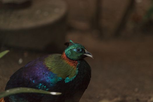 Himalayan Monal, Lophophorus impeyanus, is a colorful bird found in the Himalayas.