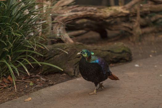 Himalayan Monal, Lophophorus impeyanus, is a colorful bird found in the Himalayas.