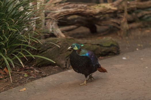 Himalayan Monal, Lophophorus impeyanus, is a colorful bird found in the Himalayas.