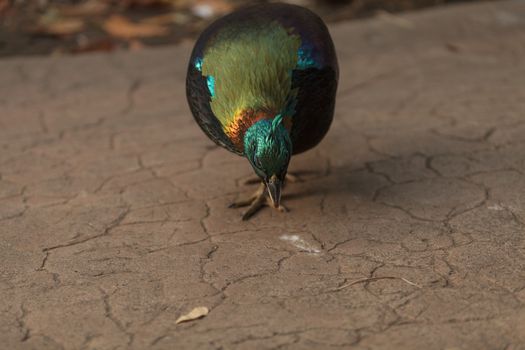 Himalayan Monal, Lophophorus impeyanus, is a colorful bird found in the Himalayas.