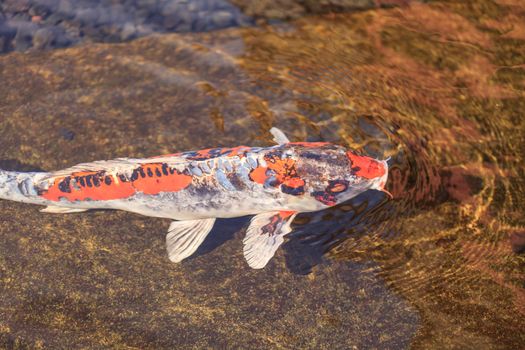 Koi fish, Cyprinus carpio haematopterus, eating in a koi pond in Japan