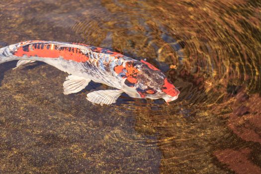 Koi fish, Cyprinus carpio haematopterus, eating in a koi pond in Japan