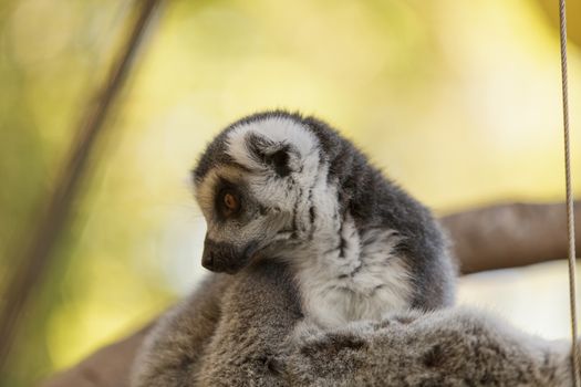 Lemur, Lemuroidea, is endemic to in Madagascar and can be found climbing in trees.