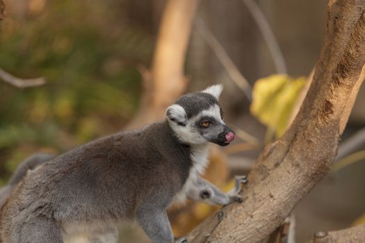 Lemur, Lemuroidea, is endemic to in Madagascar and can be found climbing in trees.