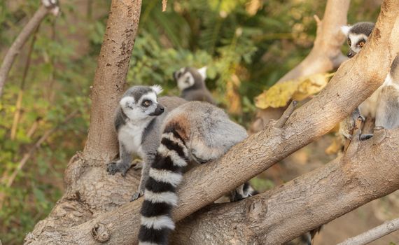 Lemur, Lemuroidea, is endemic to in Madagascar and can be found climbing in trees.