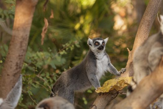 Lemur, Lemuroidea, is endemic to in Madagascar and can be found climbing in trees.