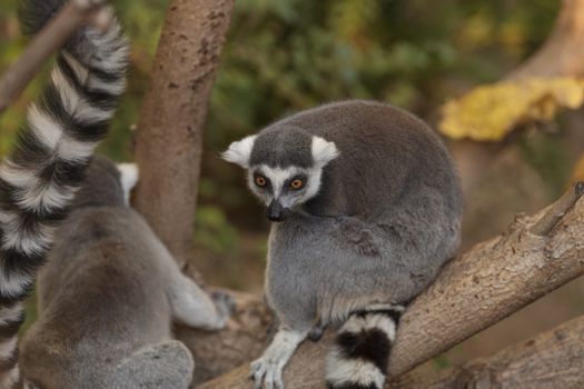 Lemur, Lemuroidea, is endemic to in Madagascar and can be found climbing in trees.