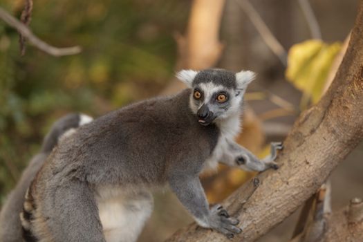 Lemur, Lemuroidea, is endemic to in Madagascar and can be found climbing in trees.