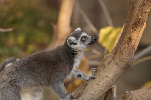 Lemur, Lemuroidea, is endemic to in Madagascar and can be found climbing in trees.