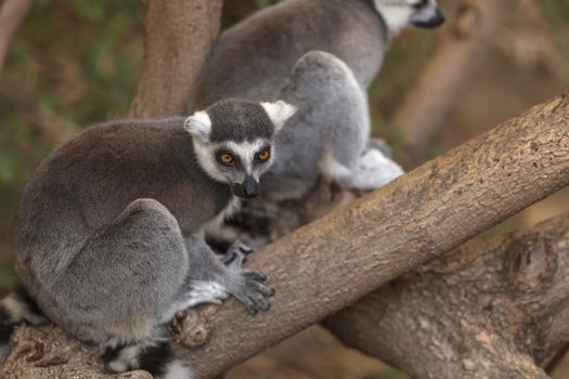 Lemur, Lemuroidea, is endemic to in Madagascar and can be found climbing in trees.