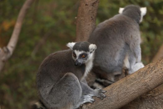 Lemur, Lemuroidea, is endemic to in Madagascar and can be found climbing in trees.