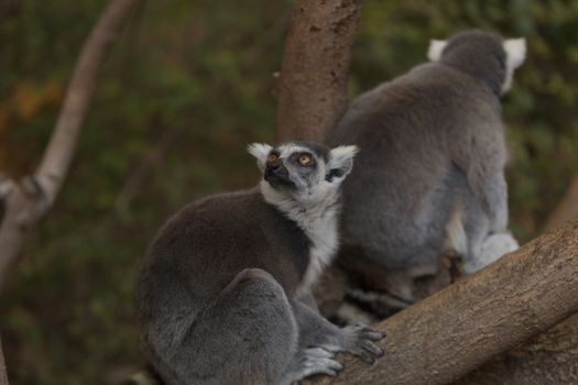 Lemur, Lemuroidea, is endemic to in Madagascar and can be found climbing in trees.