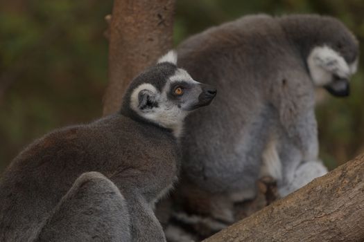 Lemur, Lemuroidea, is endemic to in Madagascar and can be found climbing in trees.