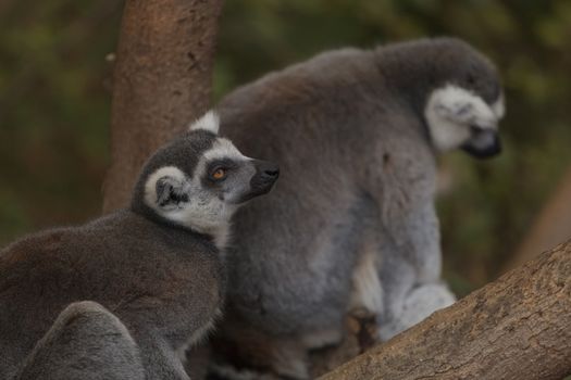 Lemur, Lemuroidea, is endemic to in Madagascar and can be found climbing in trees.