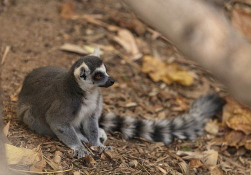 Lemur, Lemuroidea, is endemic to in Madagascar and can be found climbing in trees.