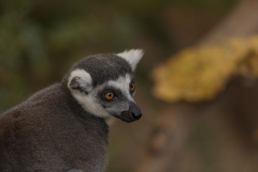 Lemur, Lemuroidea, is endemic to in Madagascar and can be found climbing in trees.