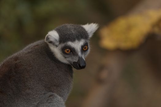 Lemur, Lemuroidea, is endemic to in Madagascar and can be found climbing in trees.