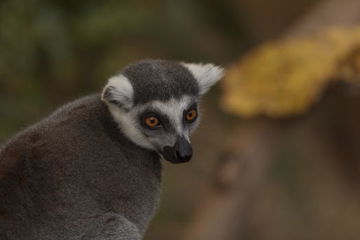 Lemur, Lemuroidea, is endemic to in Madagascar and can be found climbing in trees.