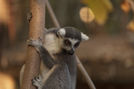 Lemur, Lemuroidea, is endemic to in Madagascar and can be found climbing in trees.