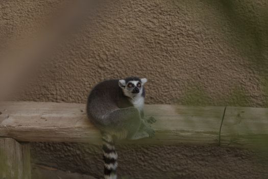 Lemur, Lemuroidea, is endemic to in Madagascar and can be found climbing in trees.