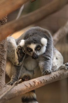 Lemur, Lemuroidea, is endemic to in Madagascar and can be found climbing in trees.