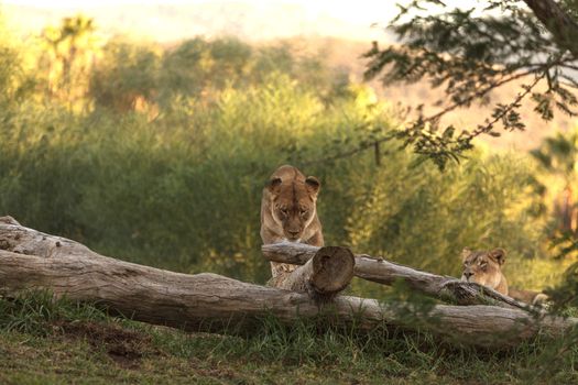 The lioness, Panthera leo, is majestic to watch, even when only napping on the African Serengeti