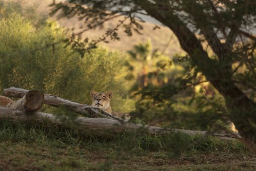 The lioness, Panthera leo, is majestic to watch, even when only napping on the African Serengeti