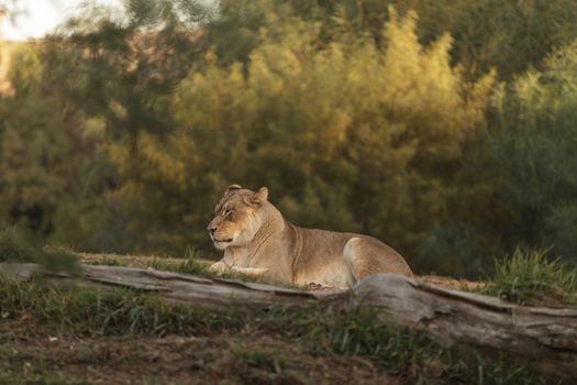 The lioness, Panthera leo, is majestic to watch, even when only napping on the African Serengeti