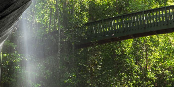 Serenity Falls in Buderim, Sunshine Coast, Australia. Located in the Buderim Forest waterfall walk.