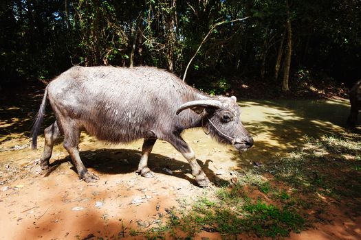 Water buffalo in a forest in asia. Cambodia.
