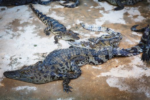 large crocodiles in the zoo of Cambodia 