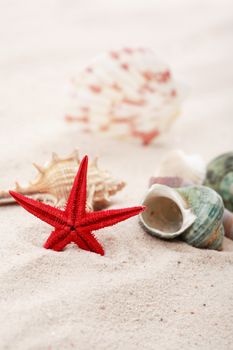 Vacation concept. Abstract composition with starfish near few shells on sand background