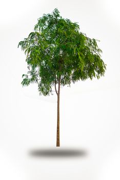 Small tree isolated on white