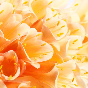 background of beautiful flowers of Clivia miniata, close up.