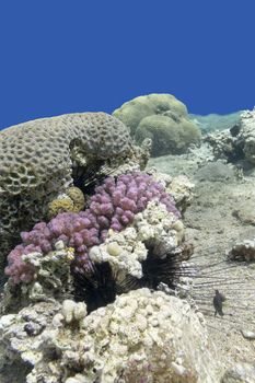 colorful coral reef with sea urchin in tropical sea, underwater.