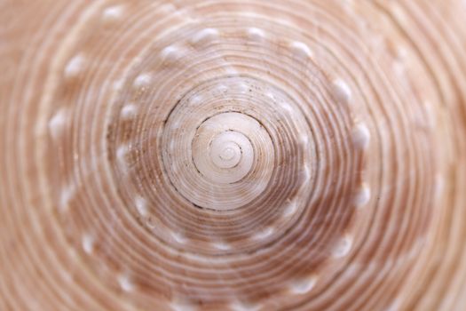 background of sea snail seashell  , close up.